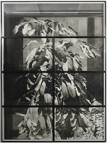 Justin Weiler, Plante en vitrine, 2019