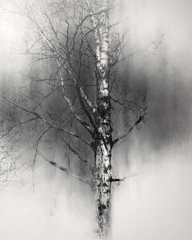 Yuichiro Sato, On the Earth, One Tree, 2020