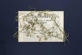 Pia Rönicke, Le Monde FRIDAY, Mardi 29 Juillet, 1952. Lathyrus sativus., 2015