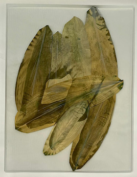 Almudena Romero, Photographs printed on Aspidistra and Taro leaves. , 2021