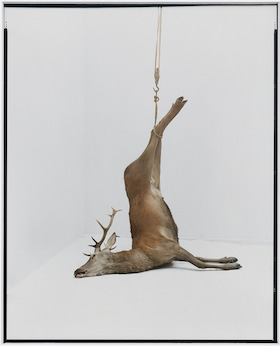Éric Poitevin, Sans titre (Cerfs, mouflon, daim, domaine de Belval) 1, 2020