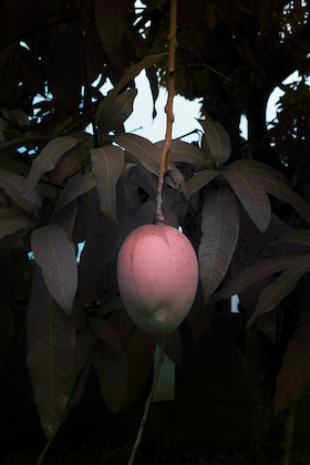 Léonard Pongo, Forbidden fruit, série Primordial Earth, 2020