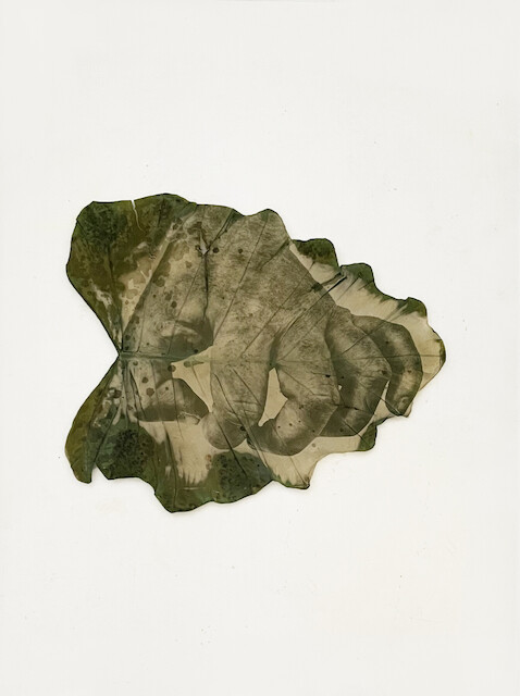 Almudena Romero, The Act of Producing. The Pigment Change. Hand I, Photograph printed on Macrorrhiza leaf Casted in bio resin fossil, 2021., 2021